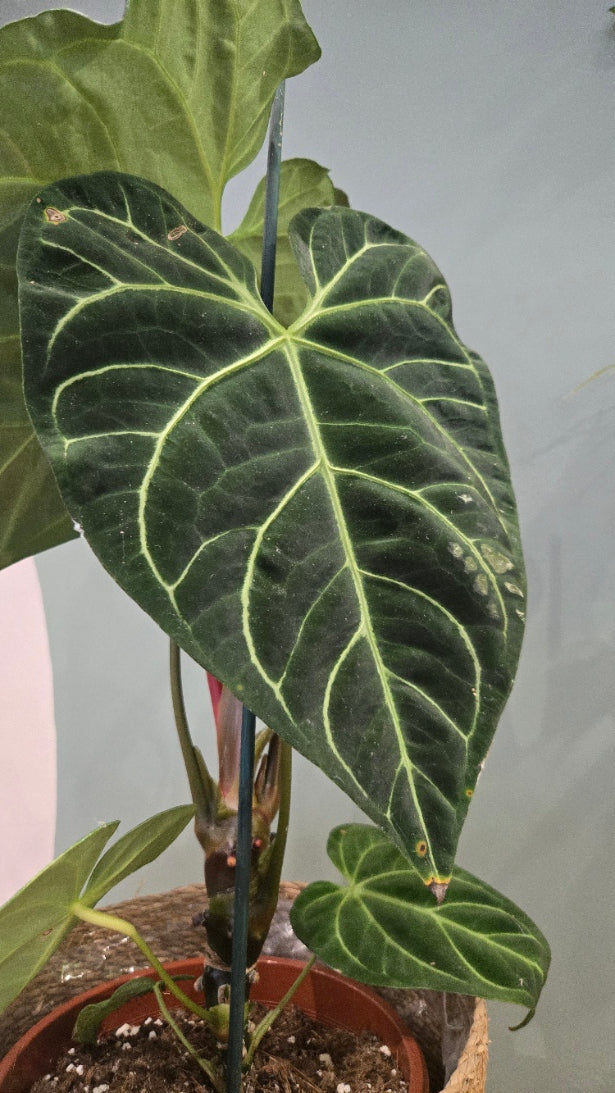 ANTHURIUM REGALE