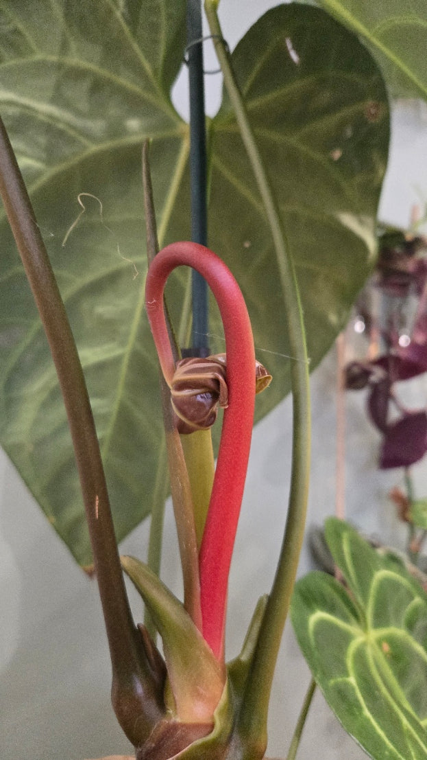 ANTHURIUM REGALE