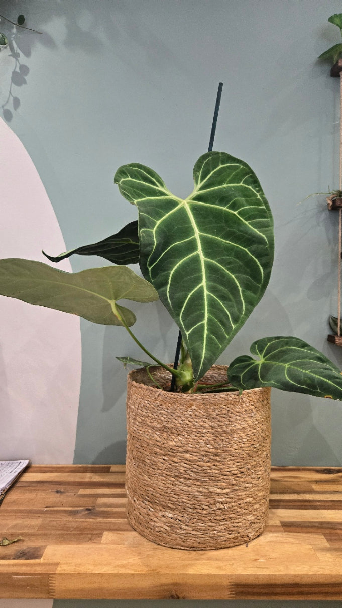 ANTHURIUM REGALE
