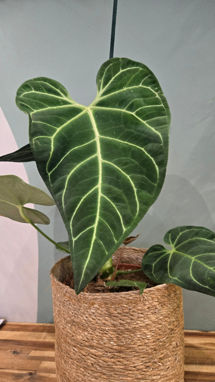 ANTHURIUM REGALE