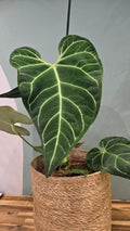 ANTHURIUM REGALE