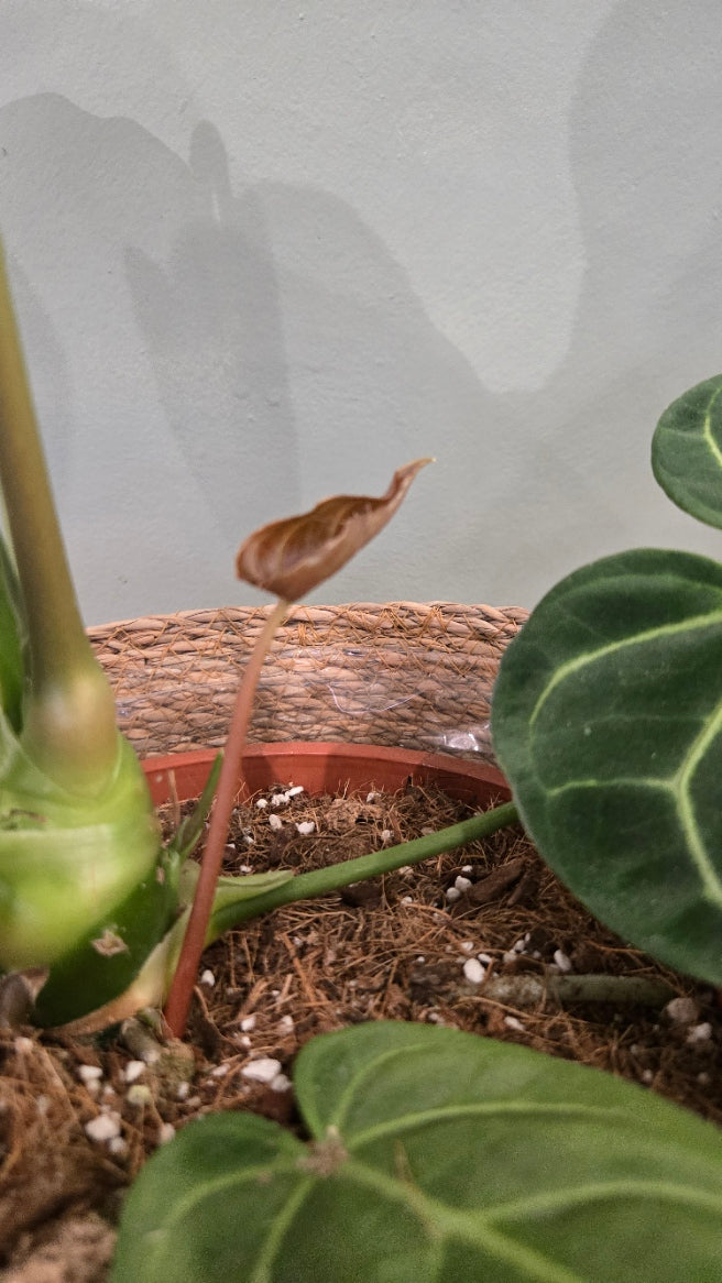 ANTHURIUM REGALE