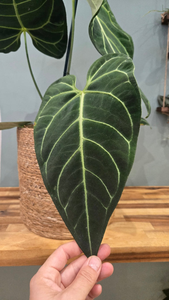 ANTHURIUM REGALE