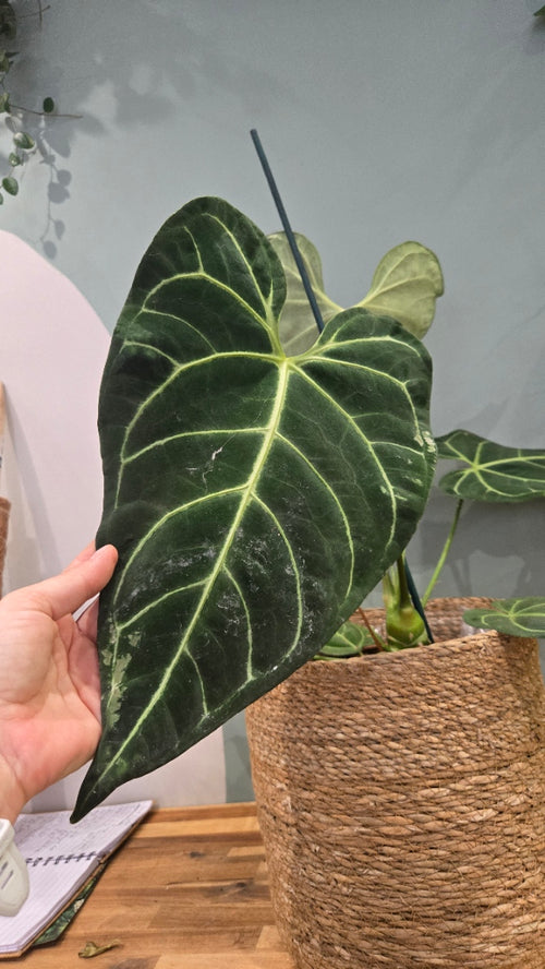 ANTHURIUM REGALE