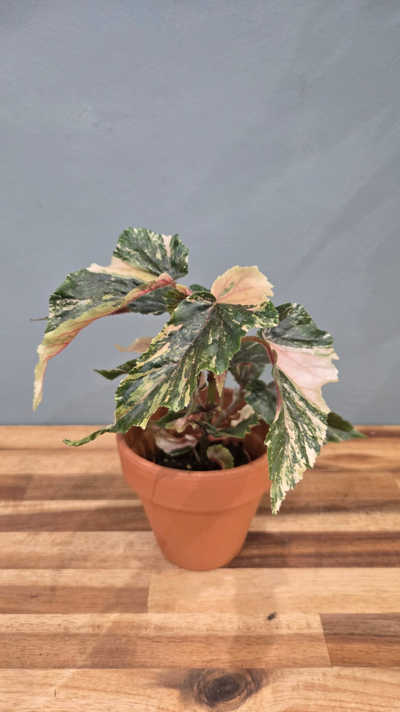 BEGONIA GINNY GALAXY VARIEGATA