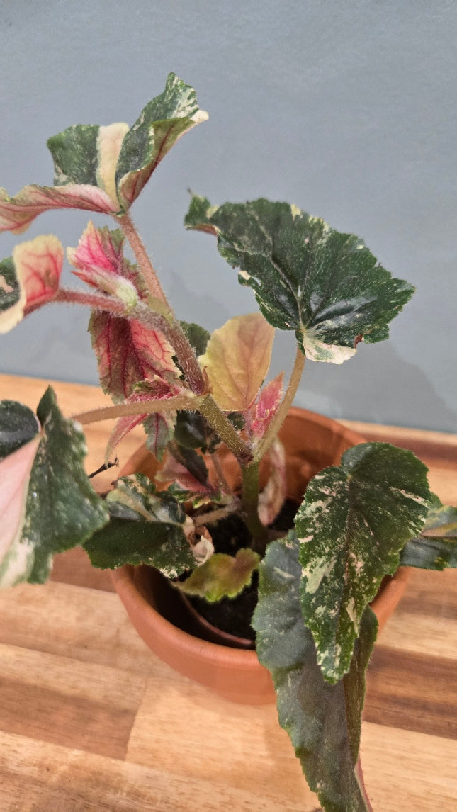 BEGONIA GINNY GALAXY VARIEGATA