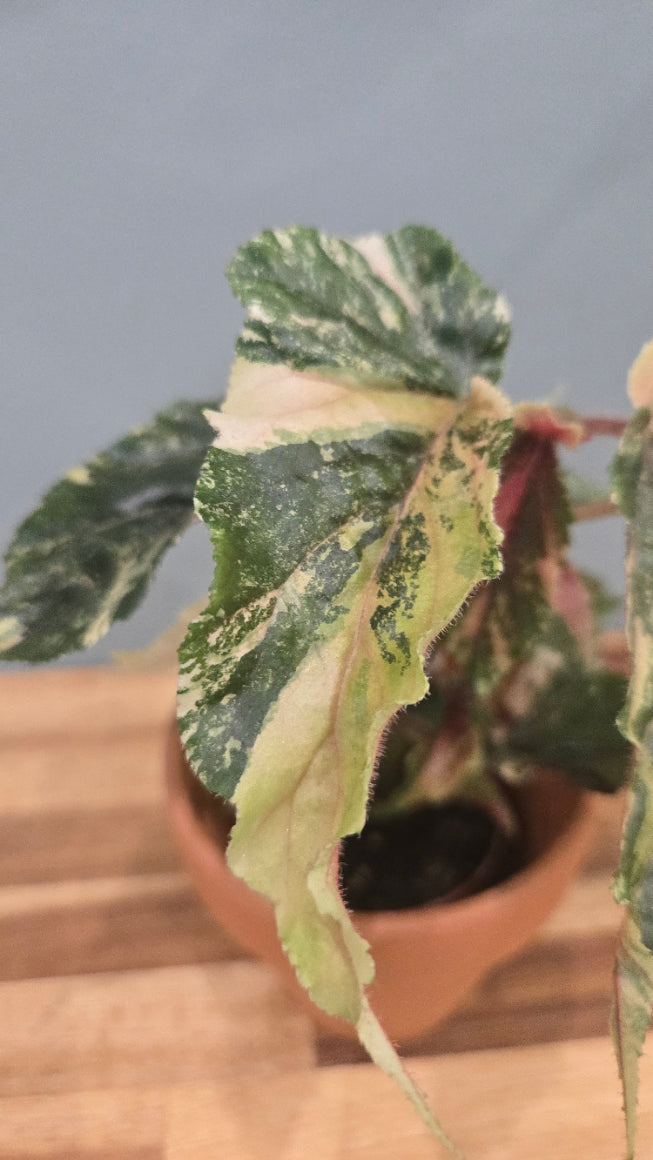 BEGONIA GINNY GALAXY VARIEGATA