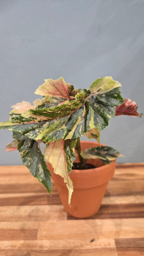 BEGONIA GINNY GALAXY VARIEGATA