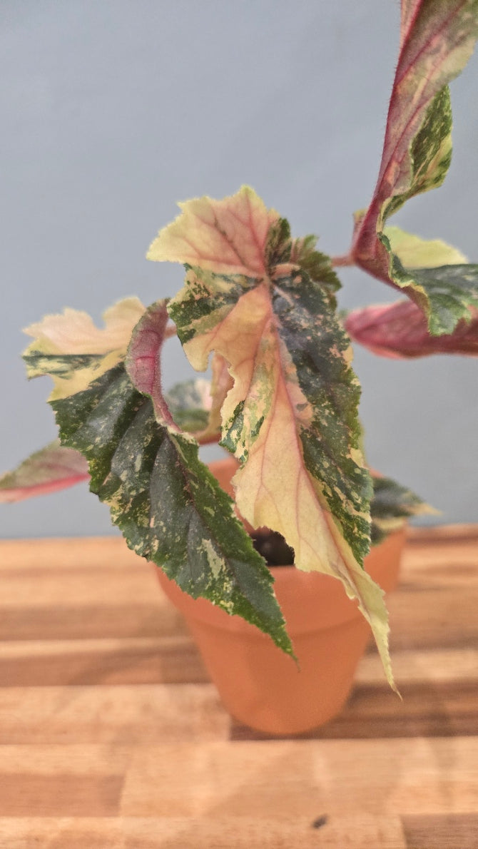 BEGONIA GINNY GALAXY VARIEGATA