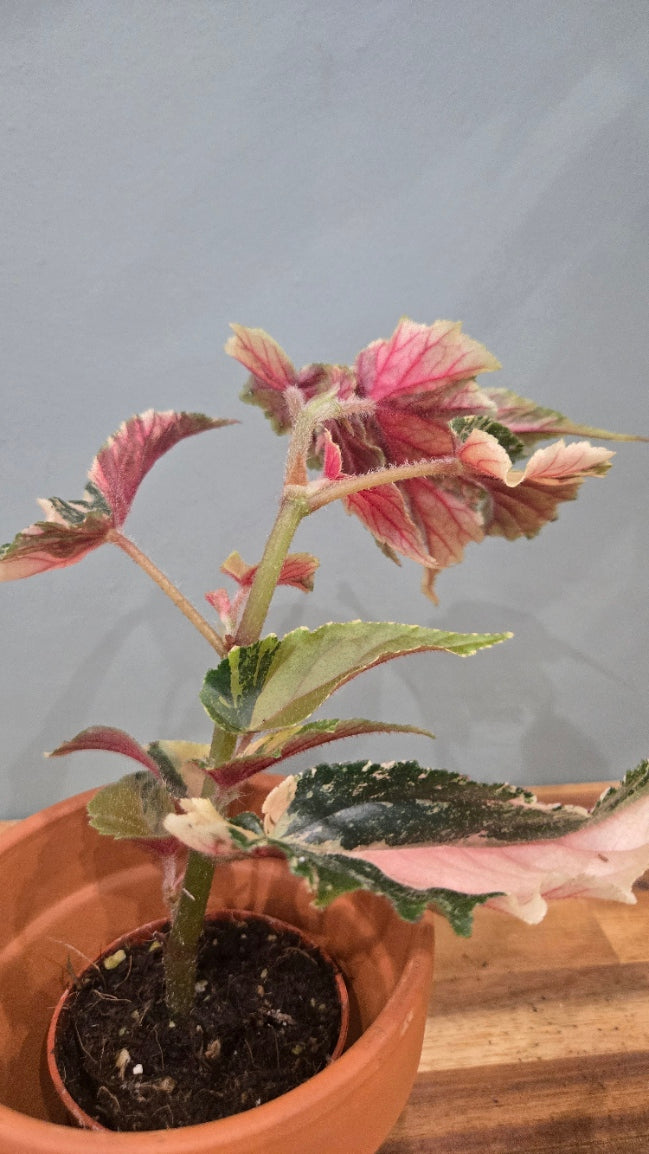 BEGONIA GINNY GALAXY VARIEGATA