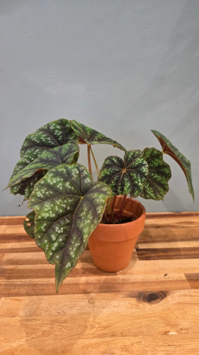 BEGONIA PSEUDOEDULIS SKIWANSHAN