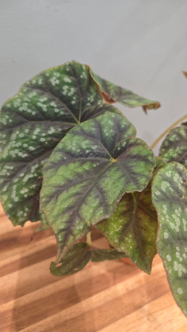 BEGONIA PSEUDOEDULIS SKIWANSHAN