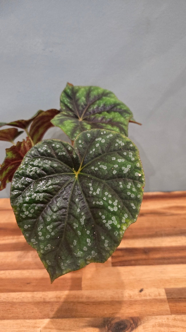 BEGONIA PSEUDOEDULIS SKIWANSHAN