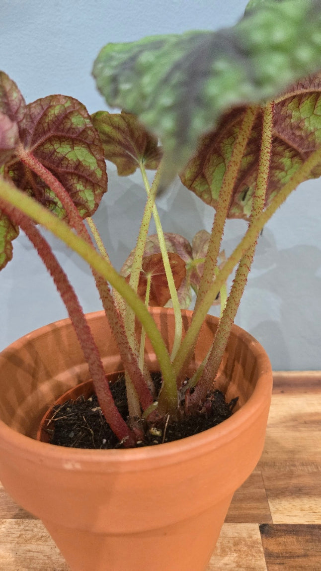 BEGONIA PSEUDOEDULIS SKIWANSHAN