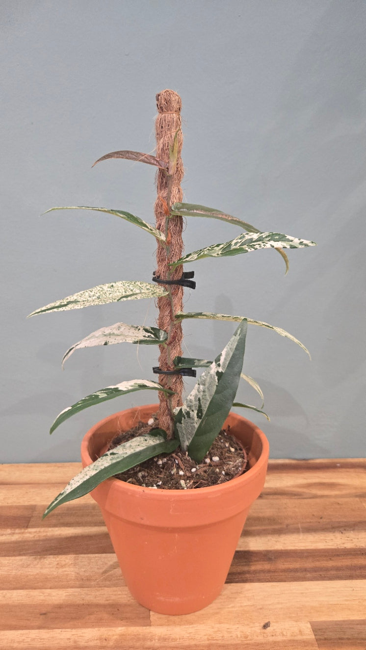 FICUS SAGITTATA VARIEGATA
