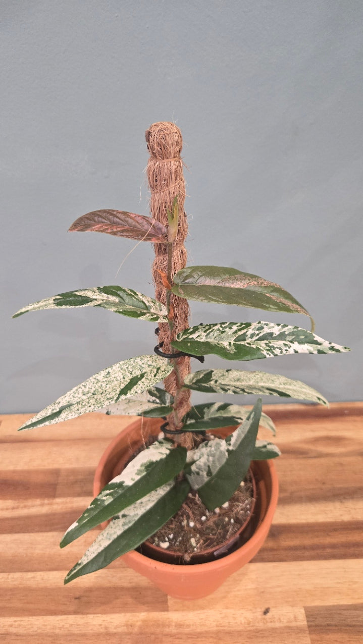 FICUS SAGITTATA VARIEGATA