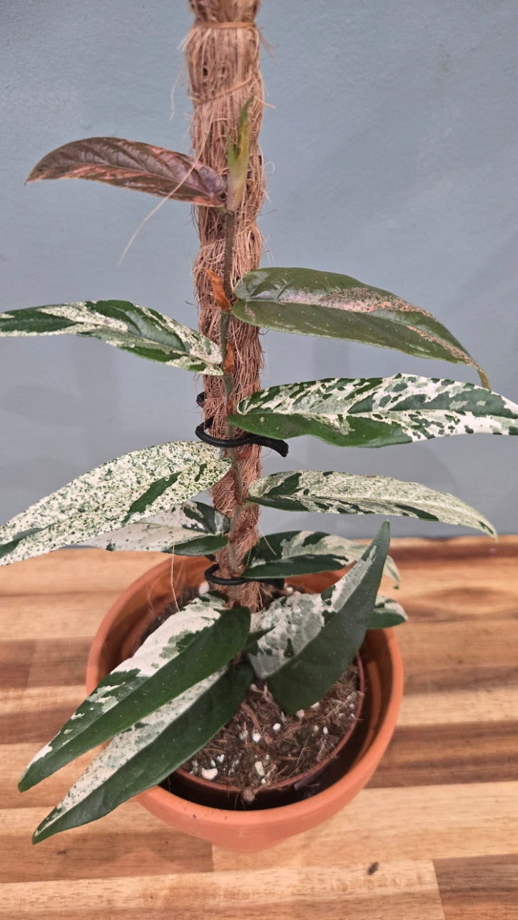FICUS SAGITTATA VARIEGATA