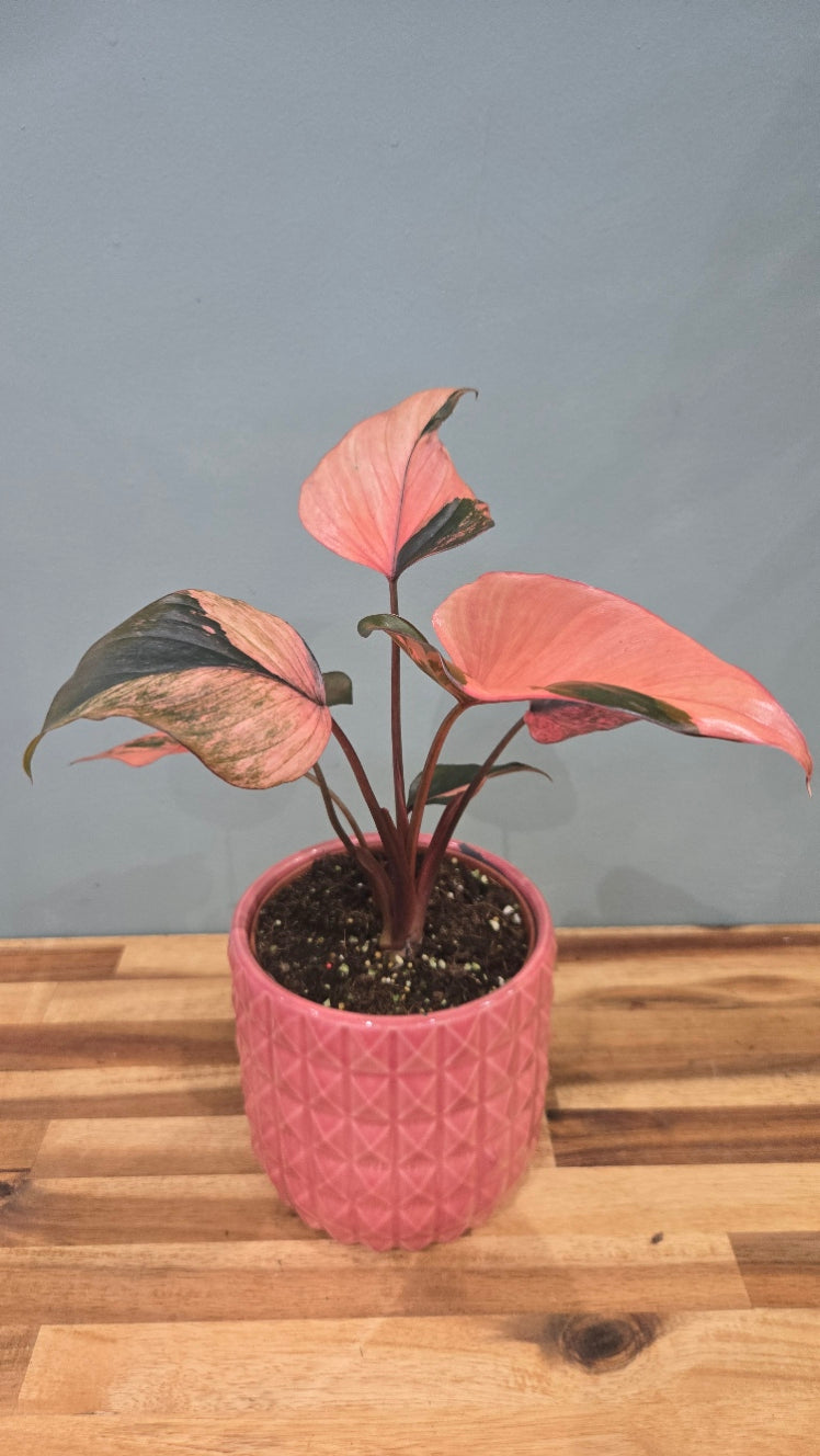HOMALOMENA PINK DIAMOND