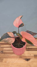 HOMALOMENA PINK DIAMOND