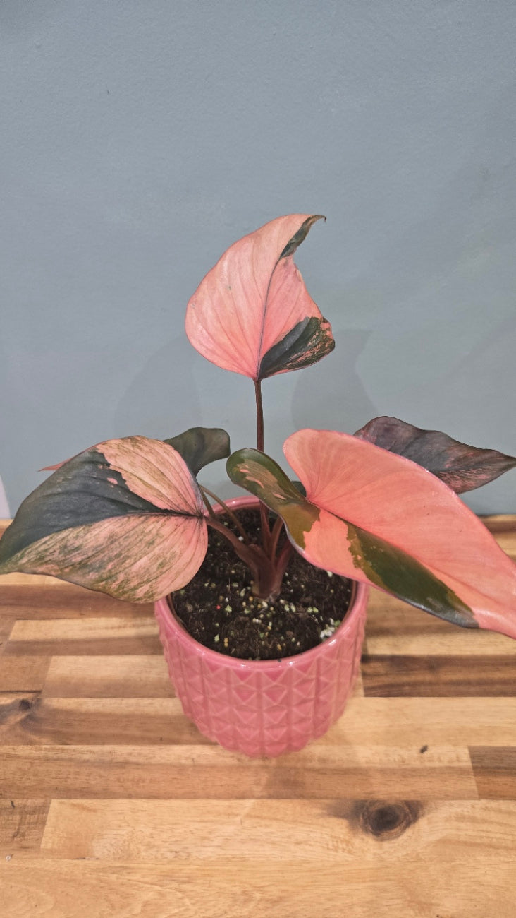 HOMALOMENA PINK DIAMOND
