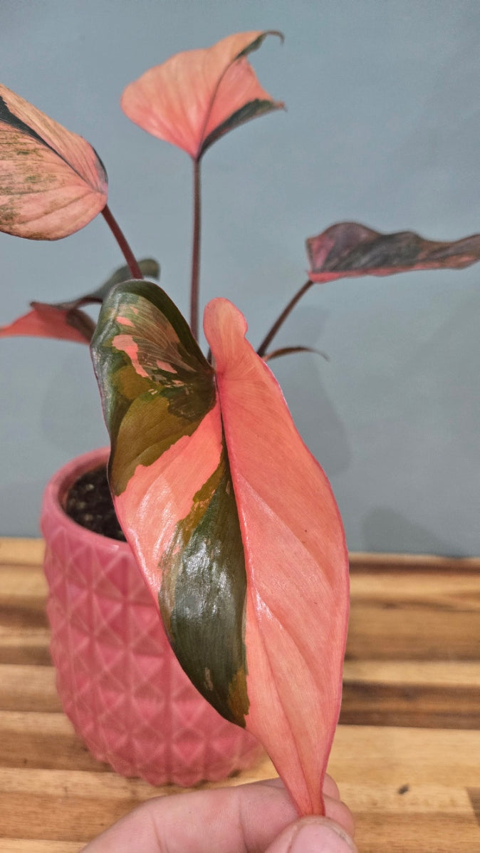 HOMALOMENA PINK DIAMOND