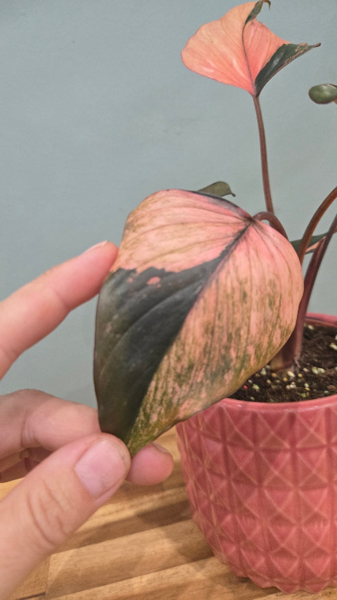 HOMALOMENA PINK DIAMOND
