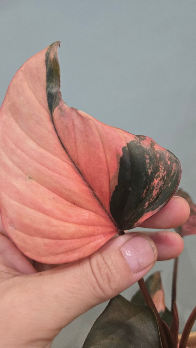HOMALOMENA PINK DIAMOND