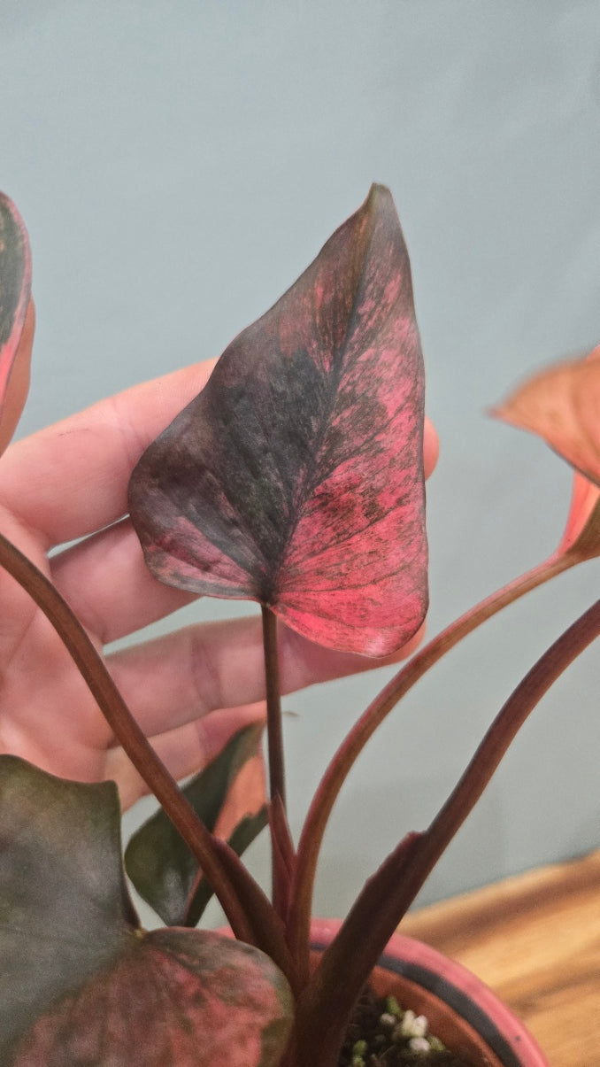 HOMALOMENA PINK DIAMOND