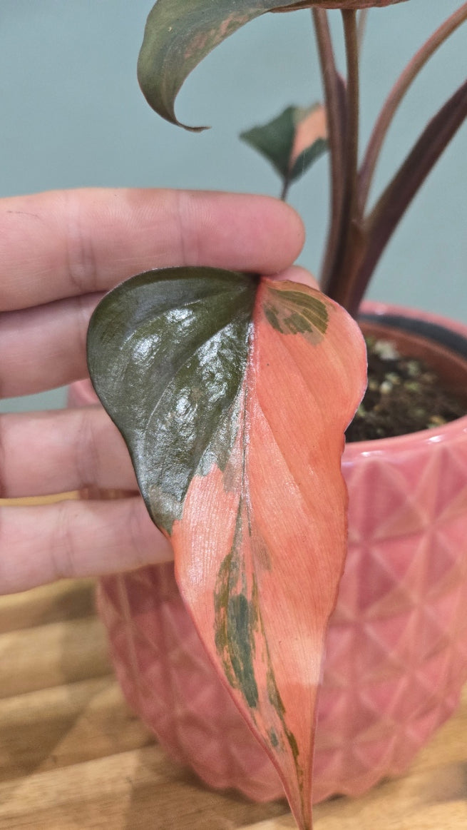 HOMALOMENA PINK DIAMOND