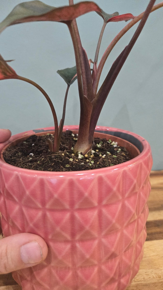 HOMALOMENA PINK DIAMOND
