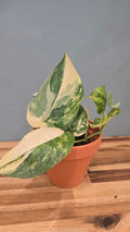 SCINDAPSUS JADE SATIN VARIEGATA