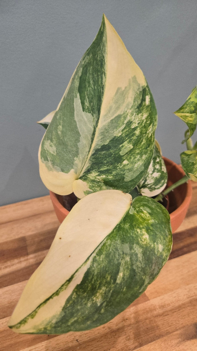 SCINDAPSUS JADE SATIN VARIEGATA