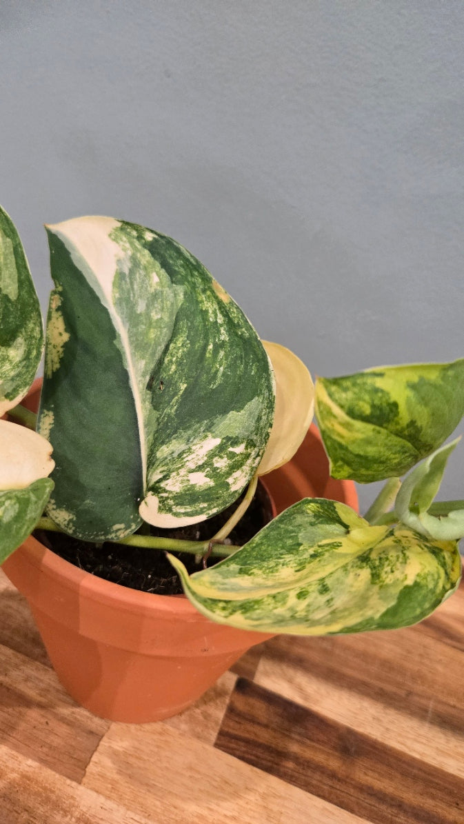 SCINDAPSUS JADE SATIN VARIEGATA