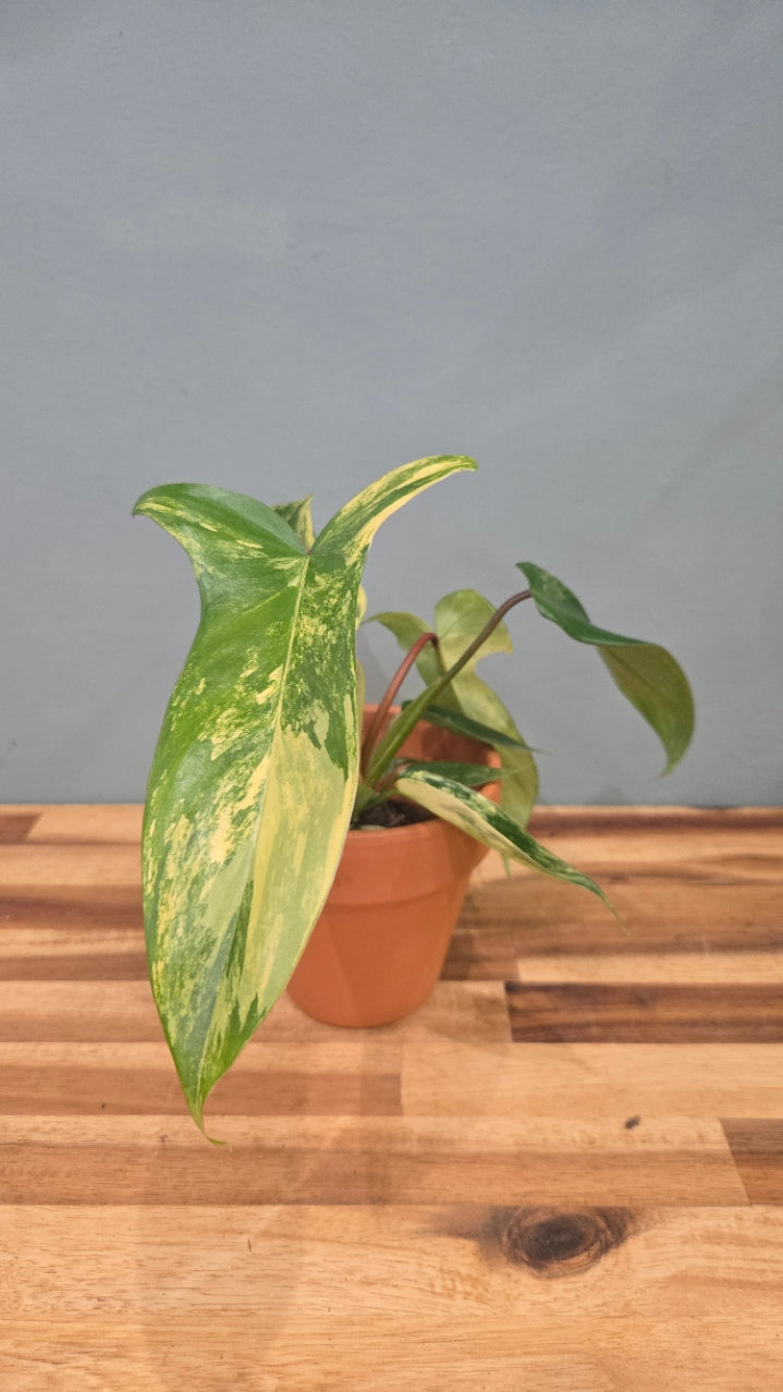 PHILODENDRON FLORIDA BEAUTY VARIEGATA