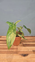 PHILODENDRON FLORIDA BEAUTY VARIEGATA
