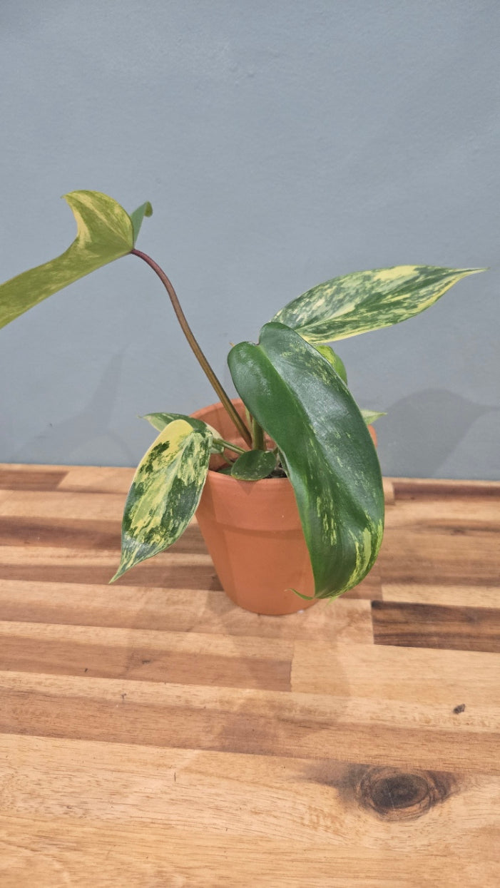 PHILODENDRON FLORIDA BEAUTY VARIEGATA