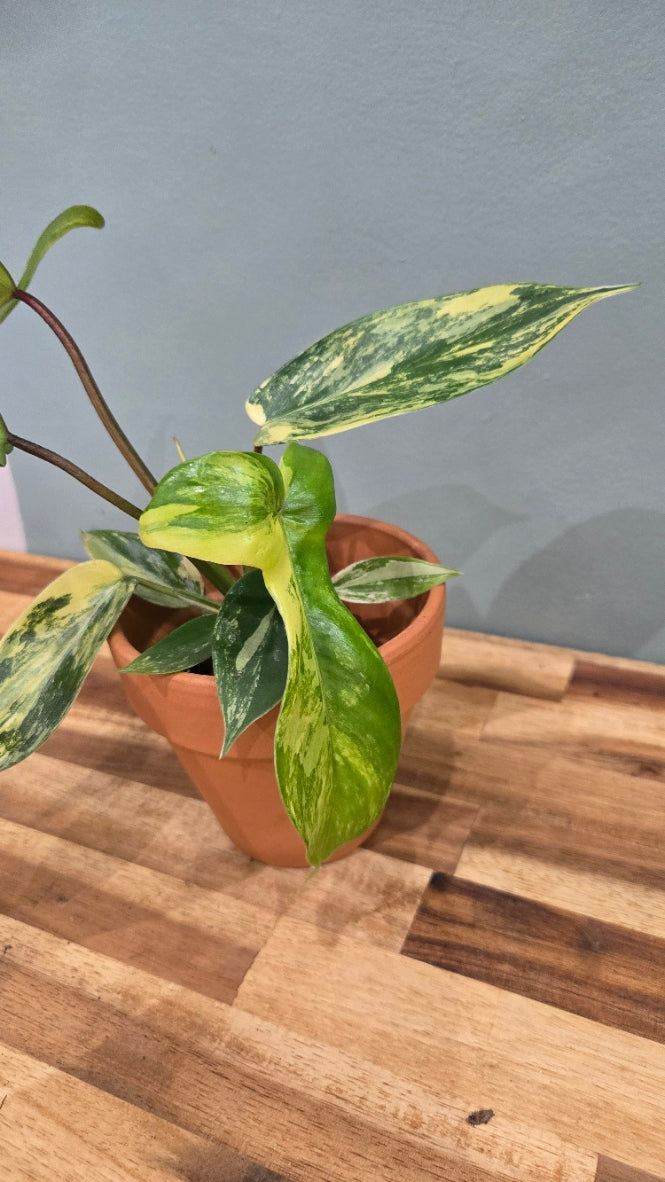 PHILODENDRON FLORIDA BEAUTY VARIEGATA