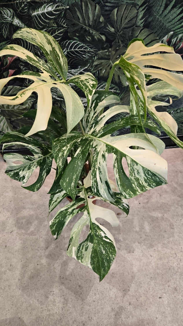 MONSTERA DELICIOSA VARIEGATA