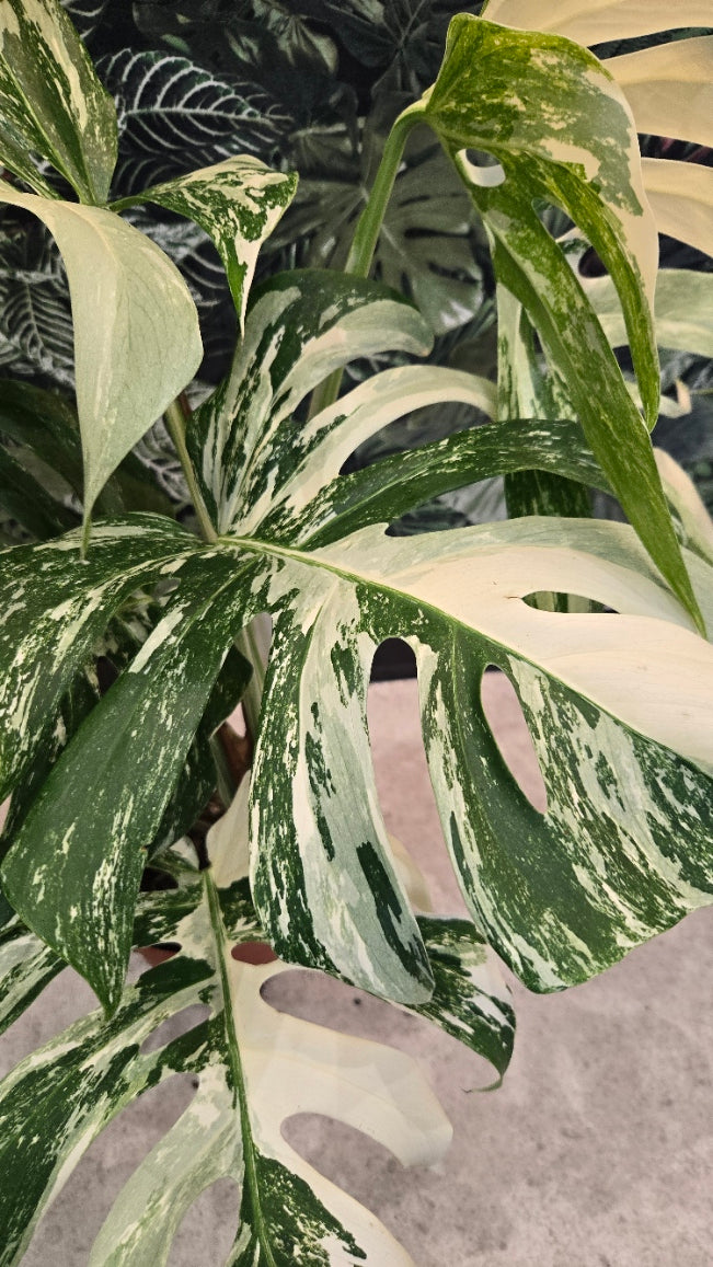 MONSTERA DELICIOSA VARIEGATA