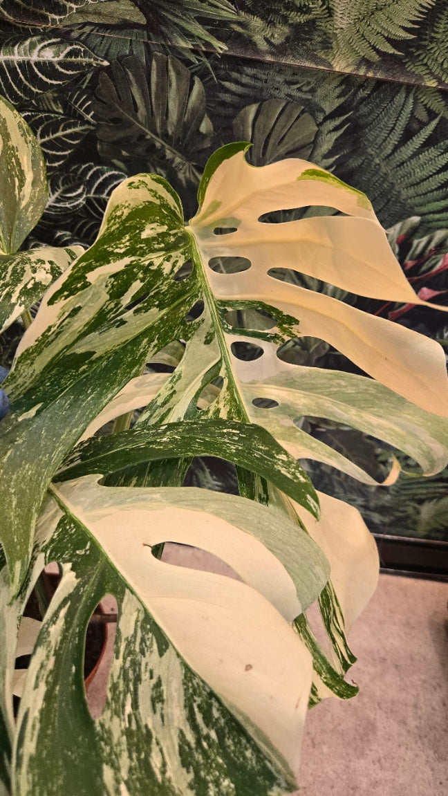 MONSTERA DELICIOSA VARIEGATA