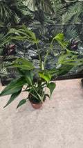 MONSTERA BURLE MARX