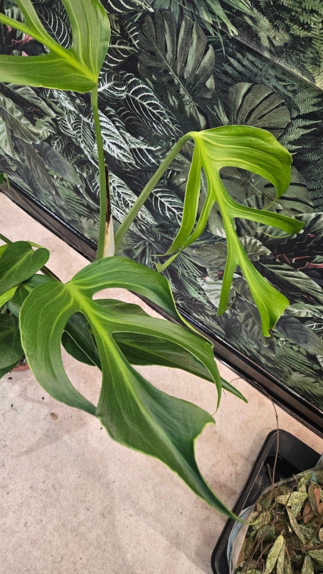 MONSTERA BURLE MARX