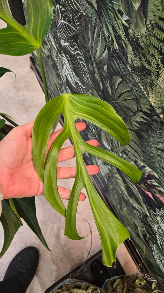 MONSTERA BURLE MARX