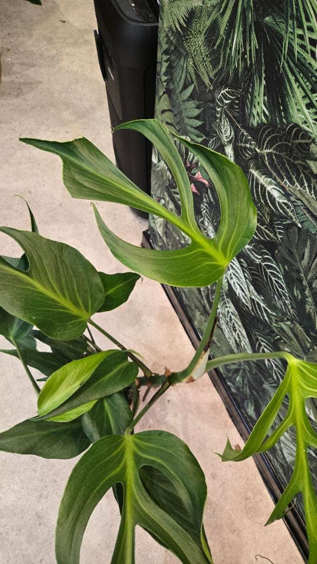 MONSTERA BURLE MARX