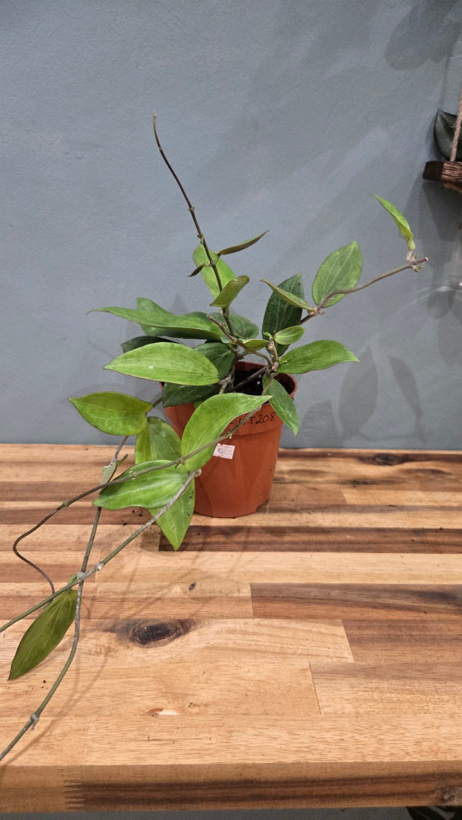 HOYA SP UT-208
