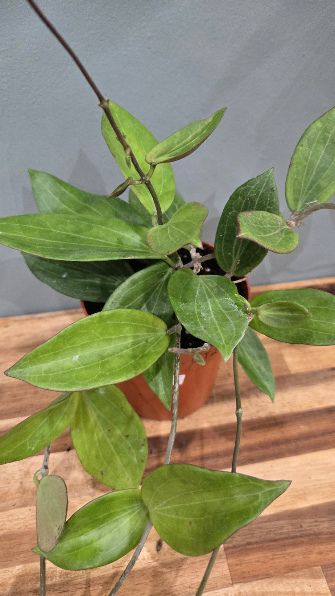 HOYA SP UT-208