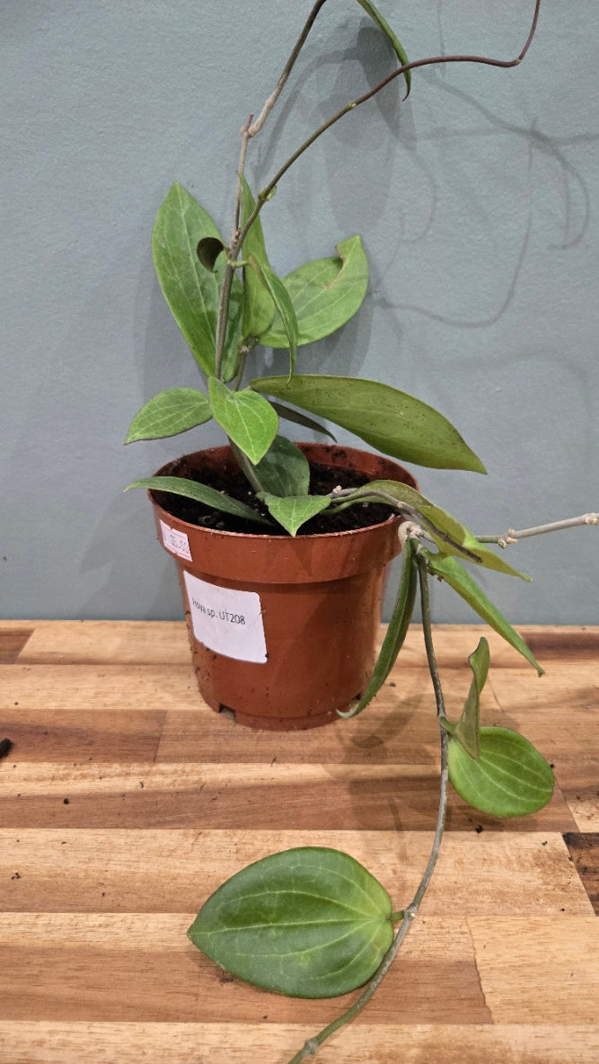HOYA SP UT-208