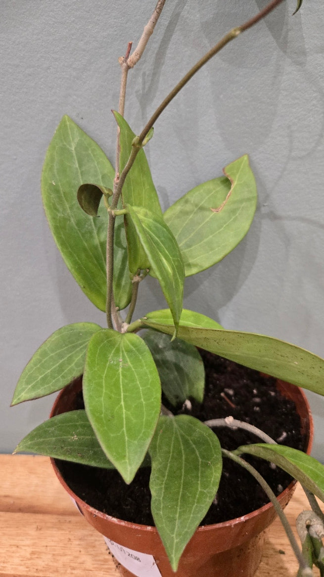 HOYA SP UT-208