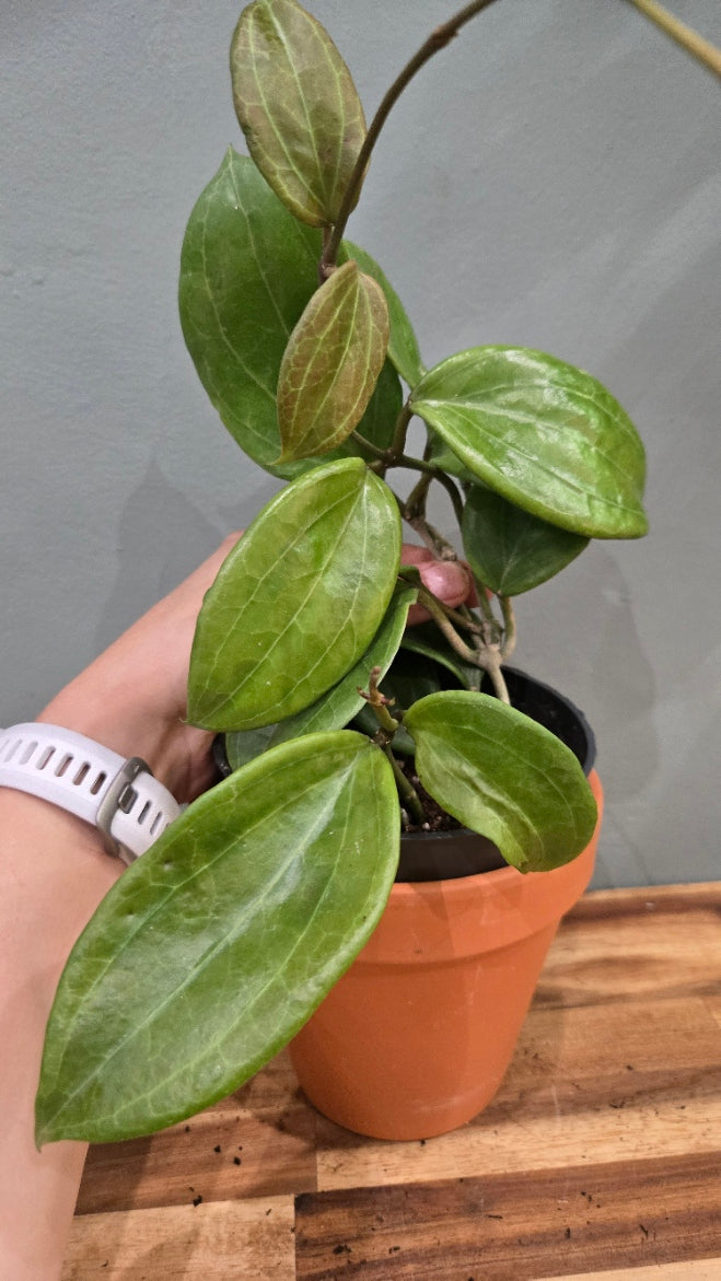 Hoya Quinquernervia