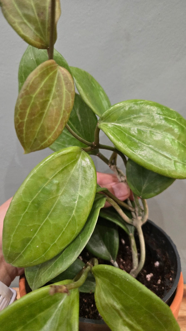 Hoya Quinquernervia